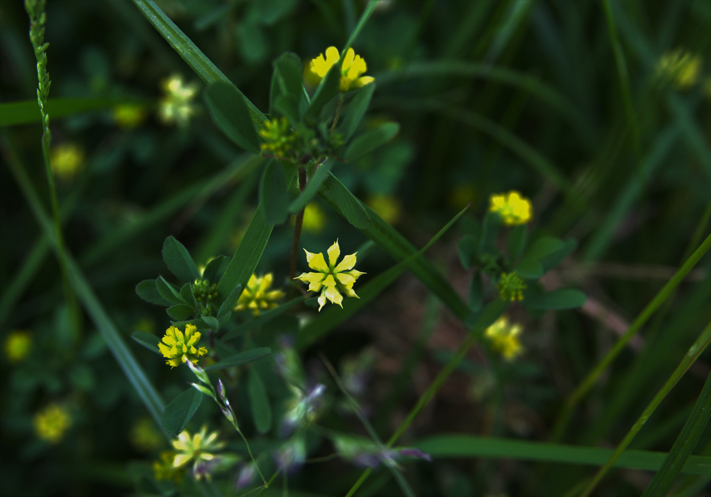 Delicate