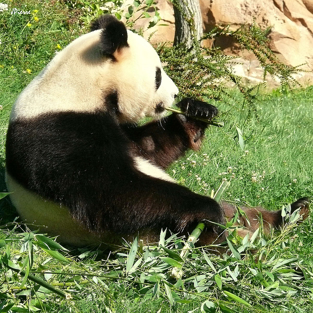 Panda de Beauval