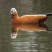 Ruddy shelduck