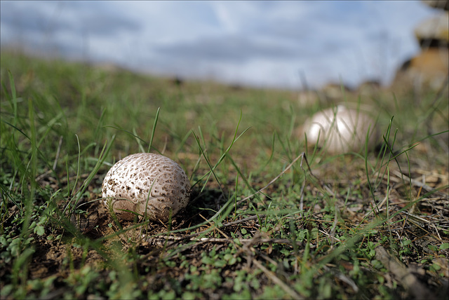 Lycoperdon, Penedos