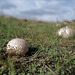 Lycoperdon, Penedos