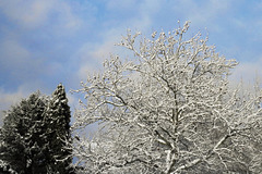 Seit 2 Tagen in Hamburg Schnee in Massen (s.PiP)