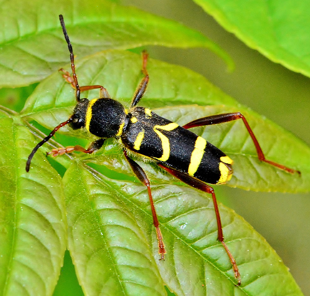 Clytus arietus. The Wasp Beetle