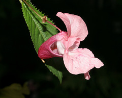 impatiens glandulifera / balsamine de l'Himalaya