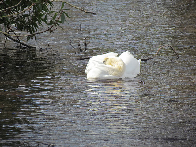 Sleeping Beauty, Himley Great Pool