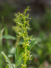 Platanthera hookeri (Hooker's Bog orchid)