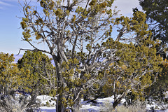 A Filigreed Screen – Desert View, Grand Canyon, Arizona