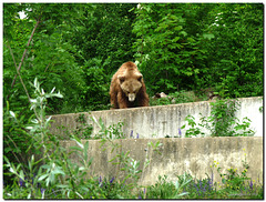 Bärenpark