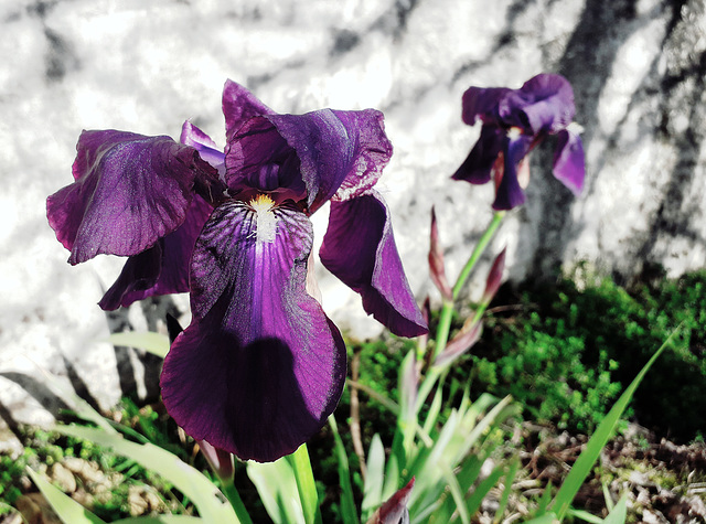 mon jardin ne respecte pas les saisons