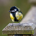 Great tit