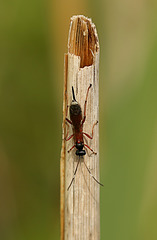 A Reed sp. Wasp Top