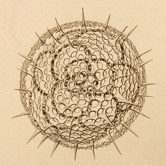 Haeckle's art