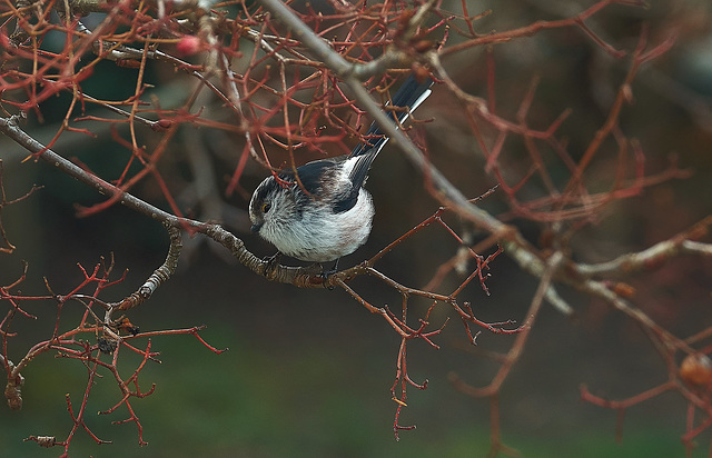 Long Tailed Tit Long Tailed Tit