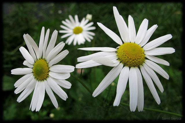 Flowers