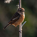 Stonechat