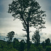 20250601_Wanderung Elbingerode-Weinbergblick und zurück