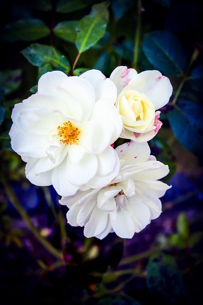 White Roses