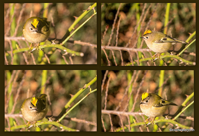 Goldcrest sunning itself on its favourite perch