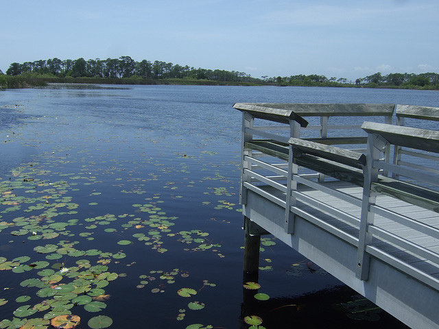 Lilypads