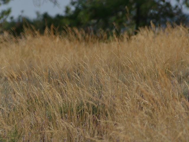 20180910 -15 Randos solo Prévenchères (Lozère-Villefort) (261) al