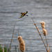 Goldfinch