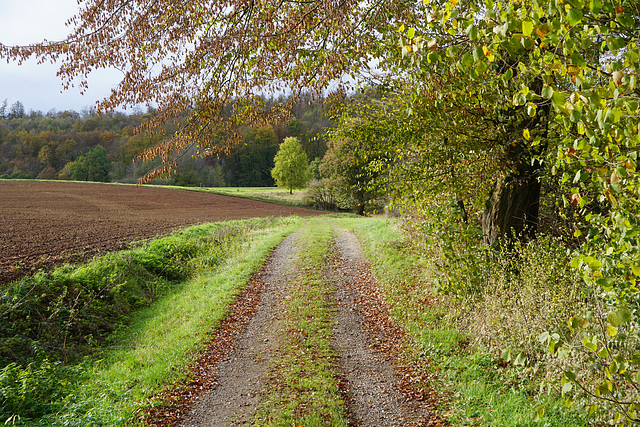 Wanderweg im Herbst