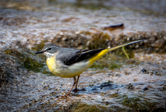 Grey wagtail.6jpg