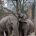 Yadanar und Ludwig - zwei Junge Wilde (Zoo Heidelberg)