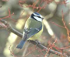 Blue Tit