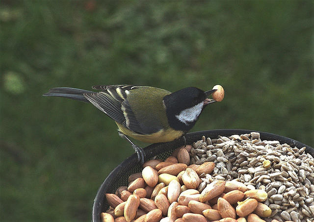 Great Tit Great Tit