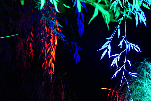 illuminated trees (pip)