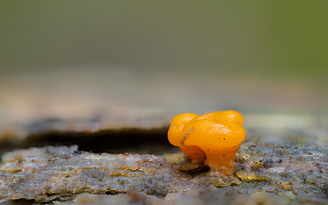 Orangegelber Schleimpilz