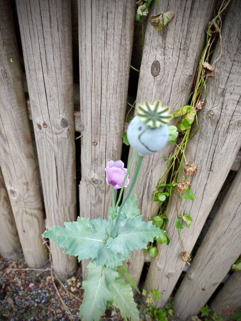 Papaver somniférum