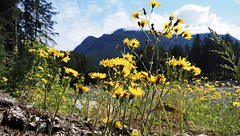 Just a bunch of wild flowers...in Hope, BC