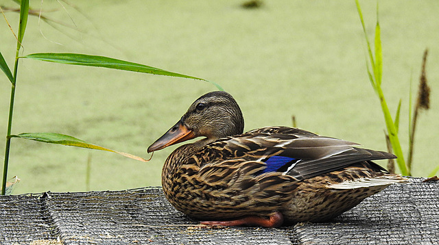 20230810 3838CPw [D~MS] Stockente, Rieselfelder Münster