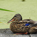 20230810 3838CPw [D~MS] Stockente, Rieselfelder Münster