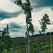20250601_Wanderung Elbingerode-Weinbergblick und zurück