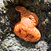 Ochre Sea Star