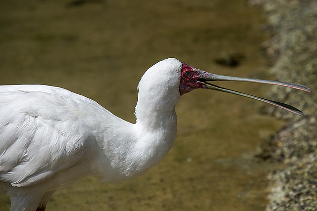 20140801 4567VRAw [D~E] Löffler (Platalea leucorodia), Gruga-Park, Essen