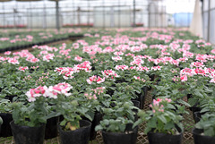 Flowers in a greenhouse