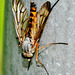 Rhagio scolopaceus,Family Rhagionidae. Snipe-Fly