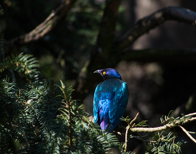 choucador pourpré - parc des oiseaux Villars les Dombes