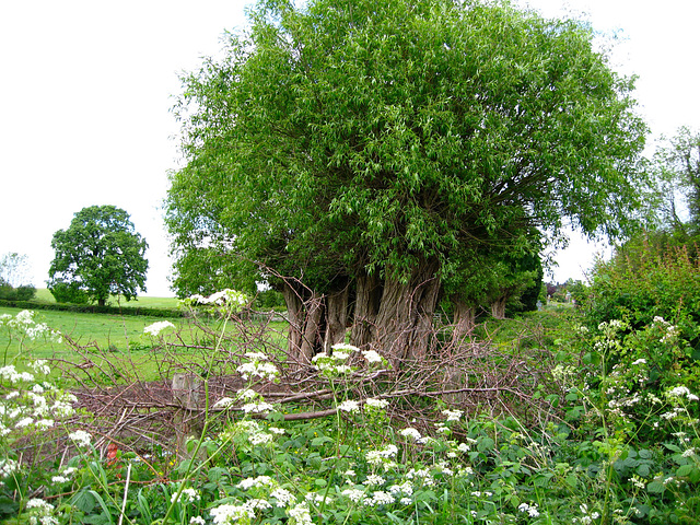 Copicing near Bullmeadow Coppice