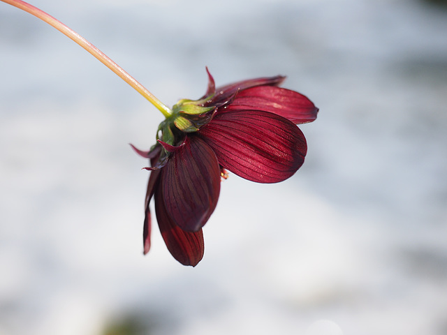 Chocolate Cosmos