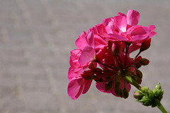 pink pelargonium