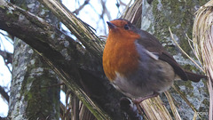 My gazebo Robin remains uneaten by the Pine Marten - so far!