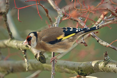 Gold Finch