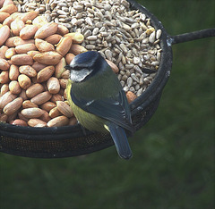 Blue Tit