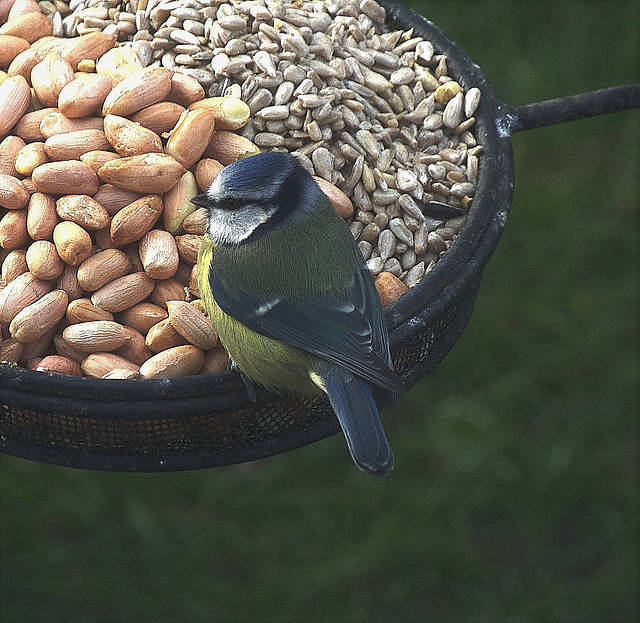 Blue Tit Blue Tit