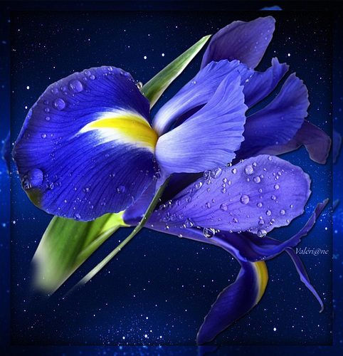Iris **************